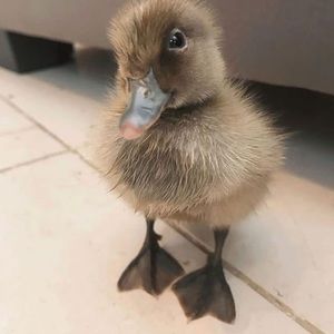 Meet your Posher, cookie